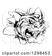 Clipart Of A Black And White Mad Tiger Mascot Head Breaking Through A Wall Royalty Free Vector Illustration