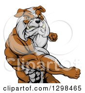Poster, Art Print Of Snarling Muscular Bulldog Man Punching