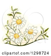 Poster, Art Print Of Medicinal Chamomile Flowers