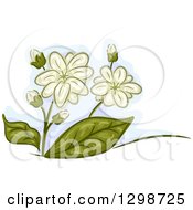 Poster, Art Print Of Jasmine Flowers And Leaves
