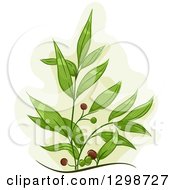 Poster, Art Print Of Tea Tree Plant With Fruits