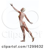 Poster, Art Print Of 3d Anatomical Female Stretching With Visible Muscles On White