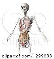 Poster, Art Print Of 3d Human Skeleton With Visible Internal Organs On White