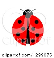 Poster, Art Print Of View Down On A Ladybug On White