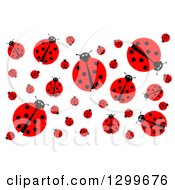 Poster, Art Print Of Background Of A Ladybugs On White