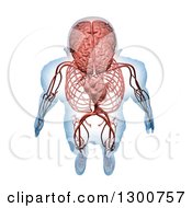 Clipart Of A 3d Aerial View Of A Human Skeleton With Visible Central Nervous And Circulatory Systems On White Royalty Free Illustration