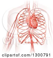 Poster, Art Print Of 3d Visible Mans Circulatory System And Heart On White