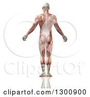 Clipart Of A 3d Back Side Of An Anatomical Male With Visible Muscle Map On White Royalty Free Illustration
