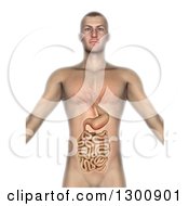 Clipart Of A 3d Anatomical Male With Visible Intestines And Gut On White Royalty Free Illustration
