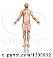 Poster, Art Print Of 3d Anatomical Male With Visible Muscle Map On White