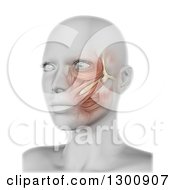 Clipart Of A 3d Anatomical Female With Visible Cheek Muscles On White Royalty Free Illustration