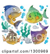 Group Of Carnivorous Piranha Fish With Bubbles And Aquatic Plants