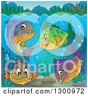 Poster, Art Print Of Group Of Carnivorous Piranha Fish Underwater With Visible Surface