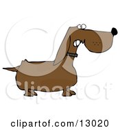 Mean Aggressive Dachshund Dog Growling Clipart Illustration