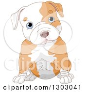 Cute Blue Eyed White Ad Tan Pitbull Puppy Dog Sitting And Cocking His Head