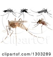 Poster, Art Print Of Mosquitoes