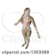 3d Anatomical Woman With Visible Internal Breast Makeup On White