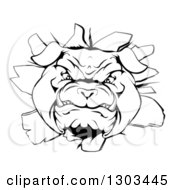 Clipart Of A Black And White Vicious Bulldog Breaking Through A Wall Royalty Free Vector Illustration