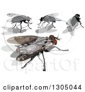 Poster, Art Print Of House Flies And Shadows