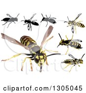 Poster, Art Print Of Wasps