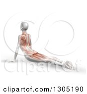 Poster, Art Print Of 3d Anatomical Woman Stretching On The Floor In A Yoga Pose With Visible Muscles