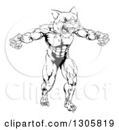 Clipart Of A Black And White Muscular Fierce Wildcat Man Attacking Royalty Free Vector Illustration