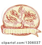 Poster, Art Print Of Sketched Or Engraved Olive Tree In An Oval Over A Blank Ribbon