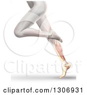 Poster, Art Print Of 3d Anatomical Running Womans Legs With Visible Calf Muscles And Bone On White