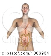3d Anatomical Man With Visible Colon On White