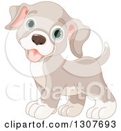 Poster, Art Print Of Cute Beige Baby Puppy Dog With Blue Eyes