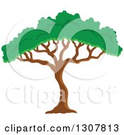 Poster, Art Print Of African Acacia Or Umbrella Tree