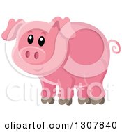 Poster, Art Print Of Cute Pink Piggy