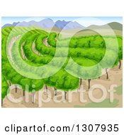 Poster, Art Print Of Vineyard Background With Mountains And Vines