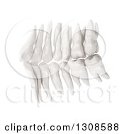Poster, Art Print Of 3d Human Teeth From The Inside On White