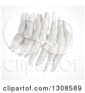 Poster, Art Print Of 3d Human Teeth From The Side On White