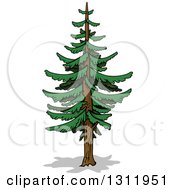 Poster, Art Print Of Cartoon Tall Evergreen Coniferous Tree