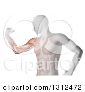 Clipart Of A 3d Medical Anatomical Male Flexing His Biceps With Visible Muscles On White Royalty Free Illustration