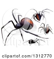 Poster, Art Print Of 3d Redback Spiders