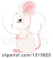 Cute Blue Eyed White Mouse With A Pink Tail And Ears Facing Left