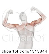 Poster, Art Print Of 3d Medical Anatomical Male Flexing Both Of His Biceps With Visible Muscles On White