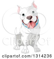 Cute Happy Gray And White Adult Pit Bull Dog Sitting