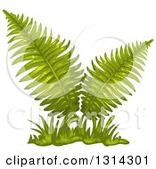 Poster, Art Print Of Lush Fern Plant With Grass