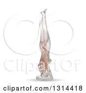 Poster, Art Print Of 3d Anatomical Woman In A Head Stand Yoga Pose With Visible Muscles On White