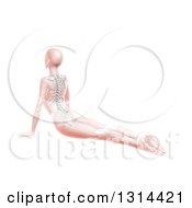 Poster, Art Print Of 3d Pink Anatomical Woman Stretching On The Floor In A Yoga Pose With Visible Spine And Skeleton On White