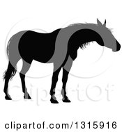 Poster, Art Print Of Black Silhouetted Horse 2