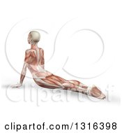 Poster, Art Print Of 3d Anatomical Woman Stretching On The Floor In A Yoga Pose With Visible Muscle Map On White