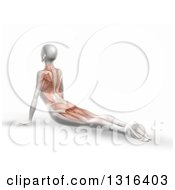 Poster, Art Print Of Anatomical Woman Stretching On The Floor In A Yoga Pose With Visible Muscles Over White