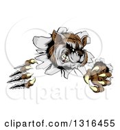 Clipart Of A Vicious Raccoon Monster Shredding Through A Wall Royalty Free Vector Illustration