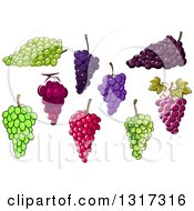 Clipart Of Green And Purple Grapes Royalty Free Vector Illustration