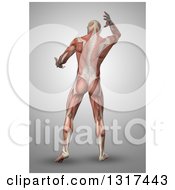 Poster, Art Print Of 3d Rear View Of An Anatomical Man With Visible Muscles On Gray